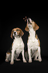 2 Beagles