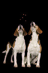 2 Beagles