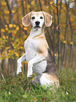 Beagle in autumn