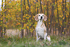 Beagle in autumn