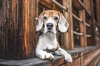 Beagle