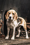 Beagle