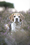 Beagle