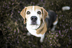 Beagle