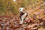one-eyed beagle