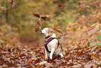 one-eyed beagle
