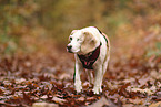 one-eyed beagle