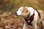 one-eyed beagle