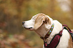 one-eyed beagle