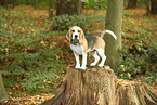 Beagle