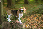 Beagle