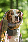 Beagle
