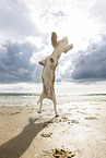 Beagle