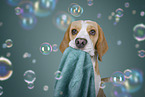 Beagle