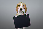 Beagle