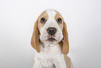 Beagle puppy