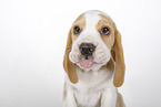 Beagle puppy