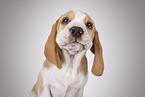 Beagle puppy