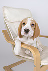 Beagle puppy