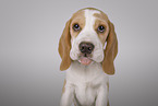 Beagle puppy