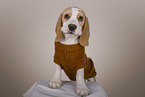 Beagle puppy