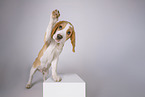 Beagle puppy