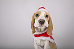 Beagle puppy