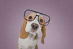 Beagle puppy