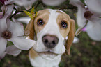 Beagle