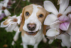 Beagle