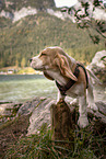 Beagle puppy