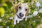 Beagle puppy