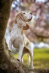Beagle
