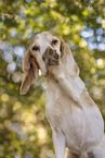 Beagle