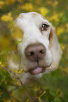 Beagle