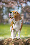 Beagle