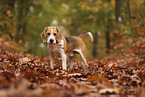 Beagle