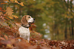 Beagle