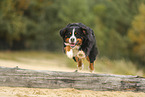 Bernese Mountain Dog