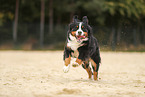 Bernese Mountain Dog