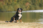Bernese Mountain Dog