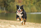 Bernese Mountain Dog