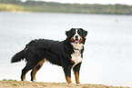 Bernese Mountain Dog