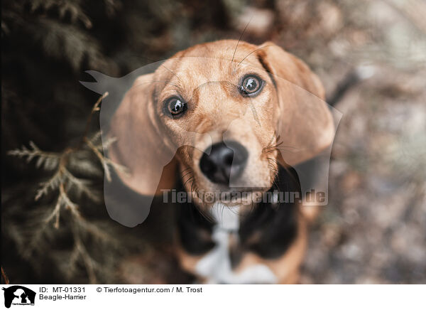 Beagle-Harrier / Beagle-Harrier / MT-01331