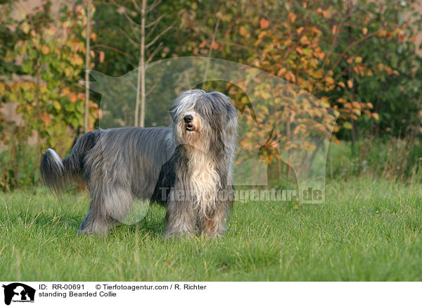 stehender / standing Bearded Collie / RR-00691