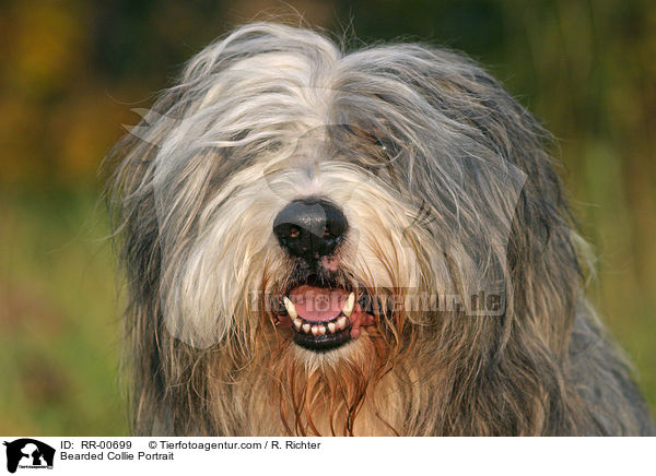 Bearded Collie Portrait / RR-00699