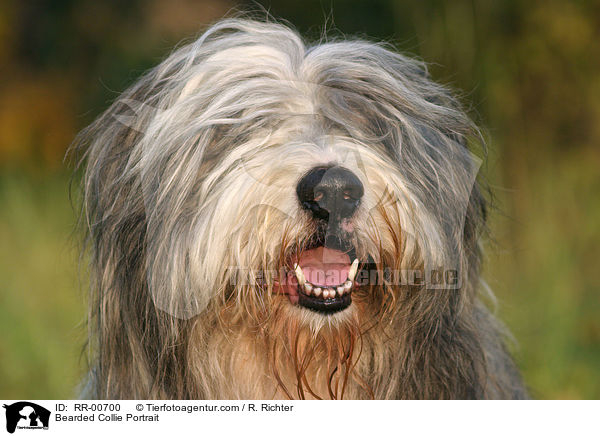 Bearded Collie Portrait / Bearded Collie Portrait / RR-00700