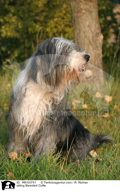 sitzender / sitting Bearded Collie / RR-00701