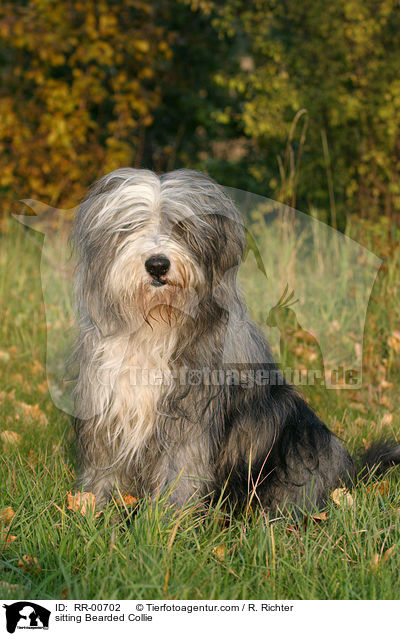 sitzender / sitting Bearded Collie / RR-00702