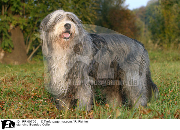 standing Bearded Collie / RR-00706